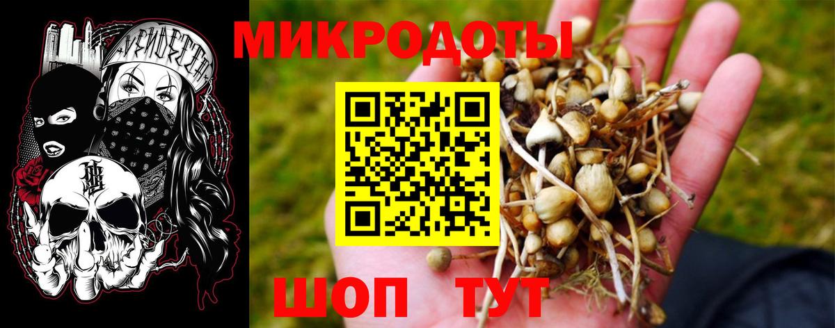 Псилоцибиновые грибы Psilocybe  Псилоцибиновые грибы прущие грибы  Вязники 